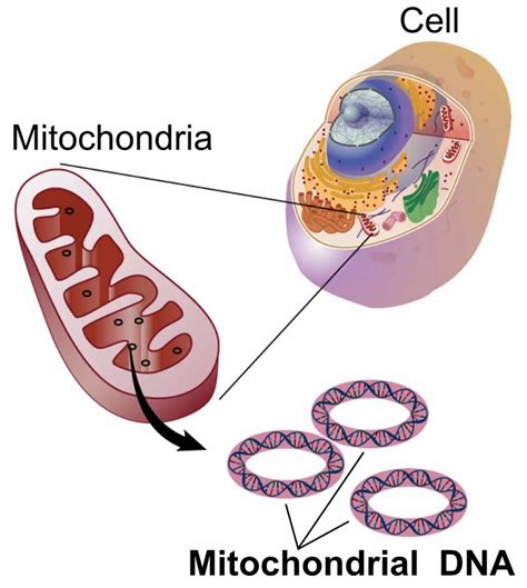 zeocin mitochondria.